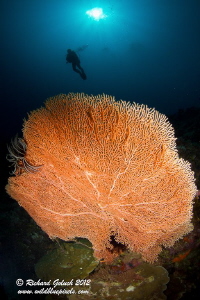 Giant Gorgonian Sea Fan-Weda Bay -Halmahera by Richard Goluch 